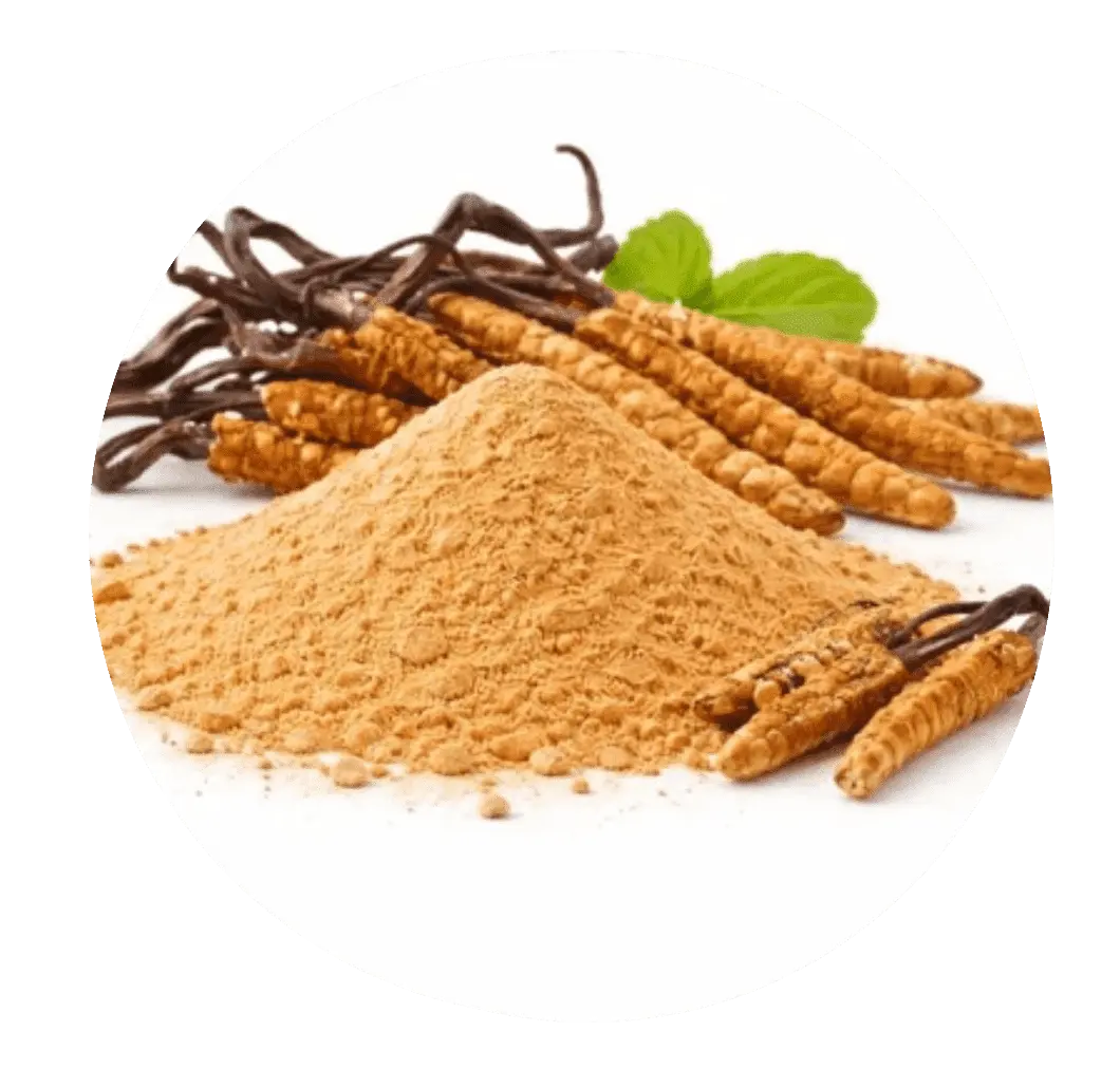 Cordyceps