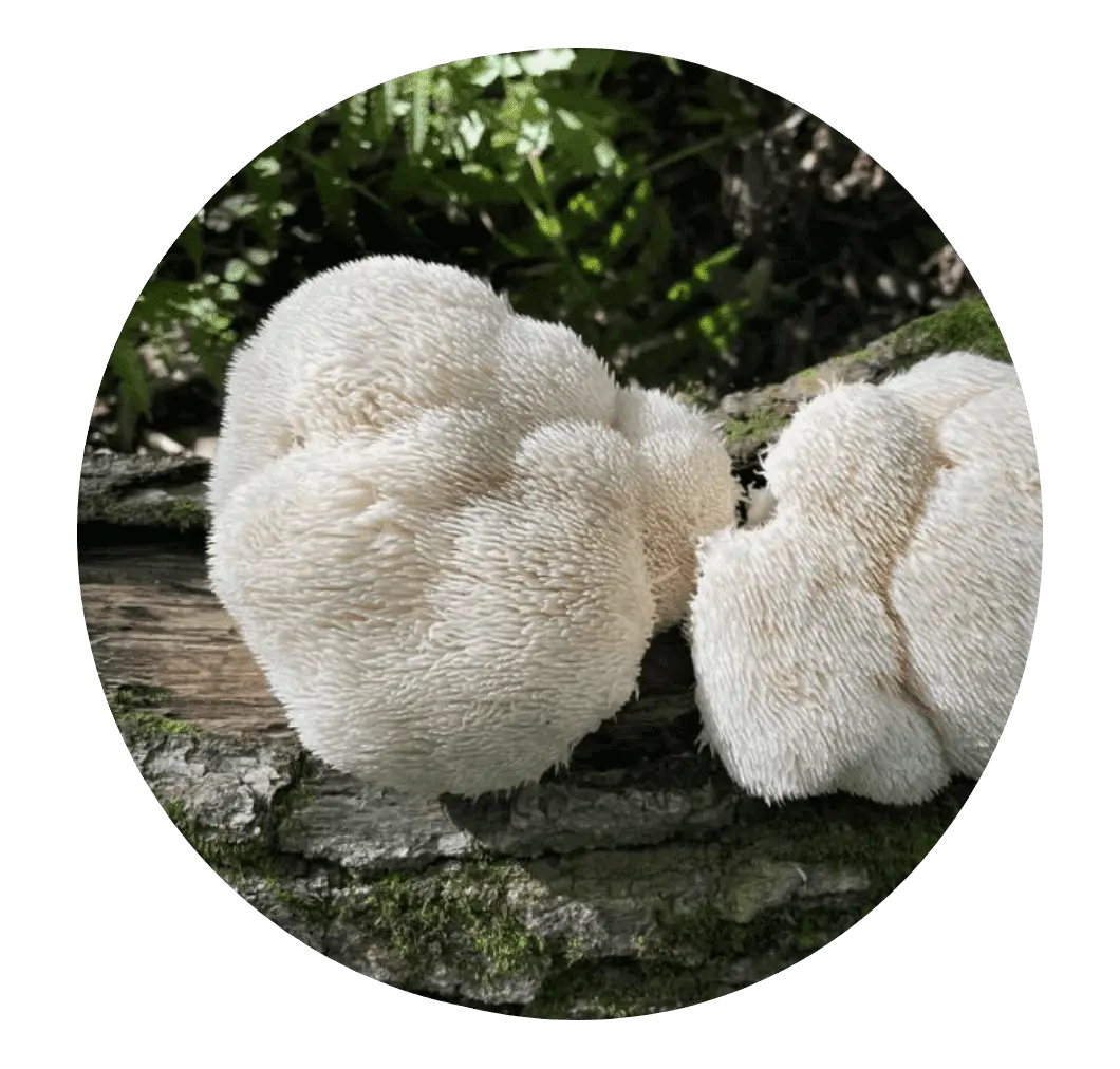 Lion's Mane