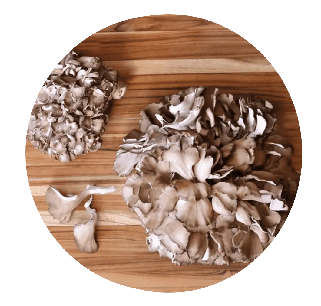 Maitake