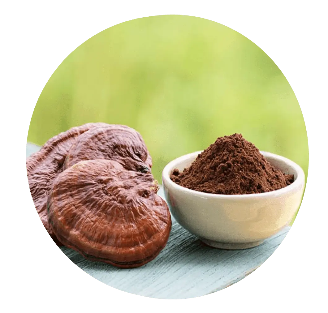 Reishi