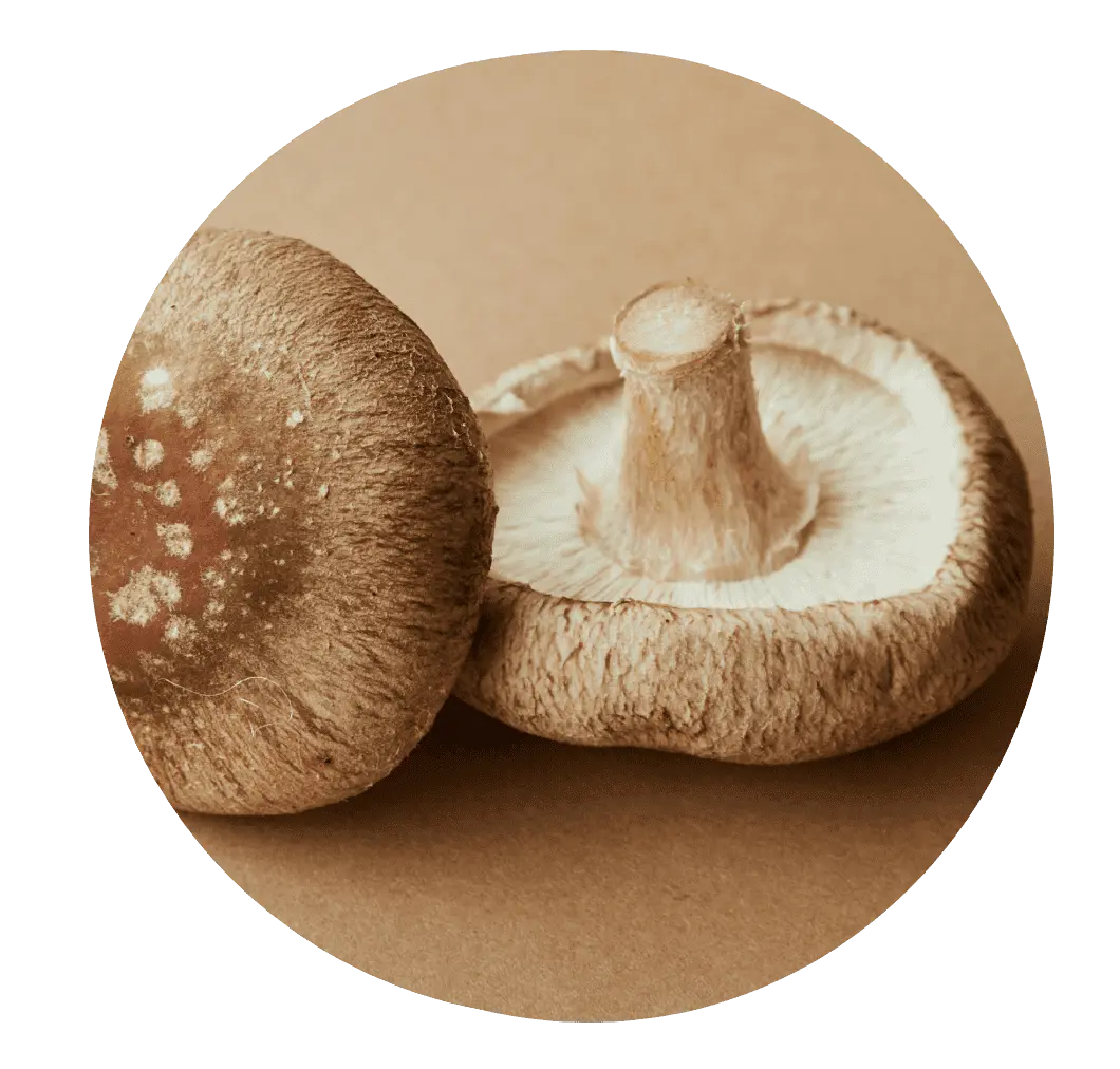 Shiitake